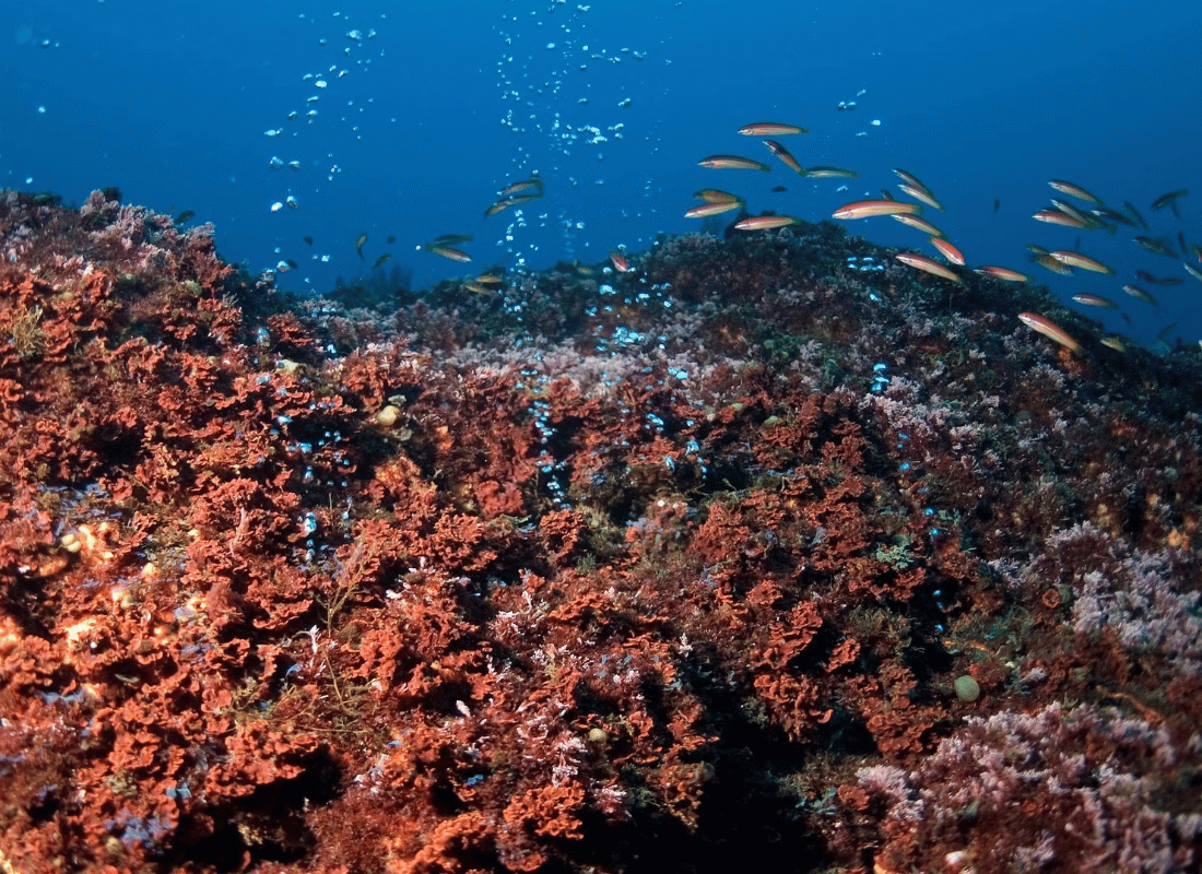 deep-sea_expeditions_SNn5mbCr.png