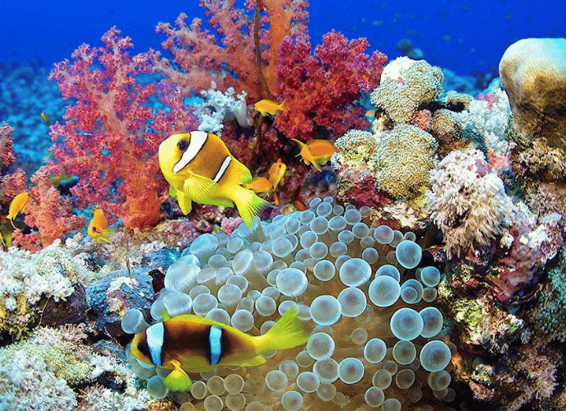 deep‑sea_expeditions_3uhueewm.png
